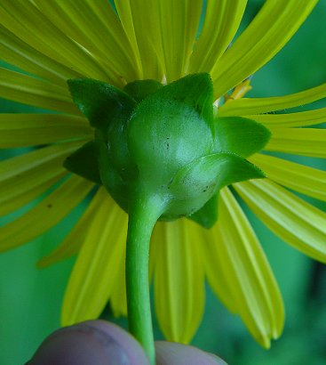 Silphium_perfoliatum_involucre.jpg