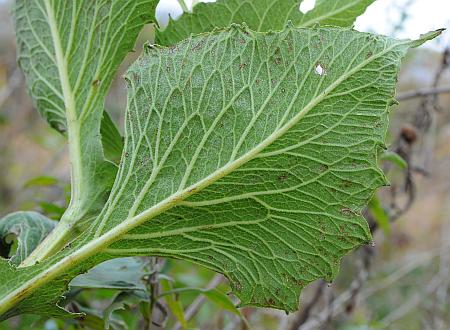 Silphium_perfoliatum_leaf2.jpg