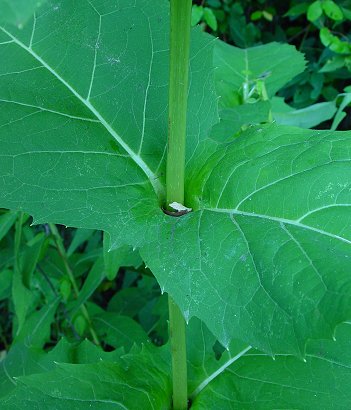 Silphium_perfoliatum_leaf_base.jpg