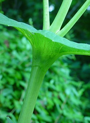 Silphium_perfoliatum_leaf_base2.jpg