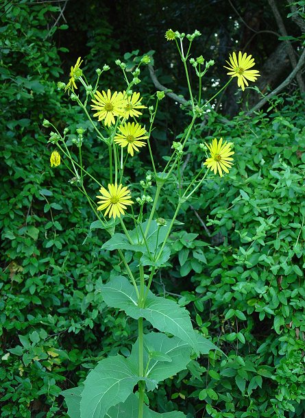 Silphium_perfoliatum_plant.jpg