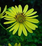 Silphium perfoliatum thumbnail