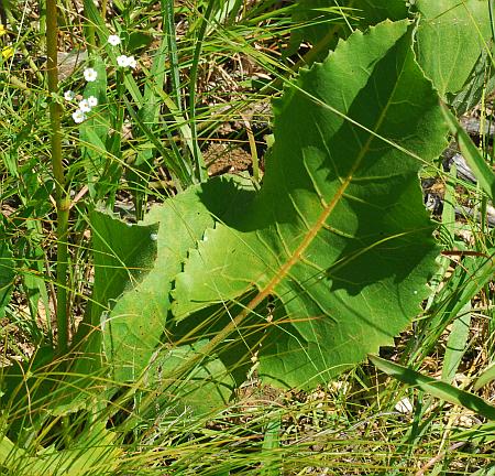 Silphium_terebinthinaceum_basal.jpg