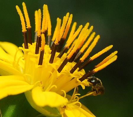 Silphium_terebinthinaceum_florets.jpg