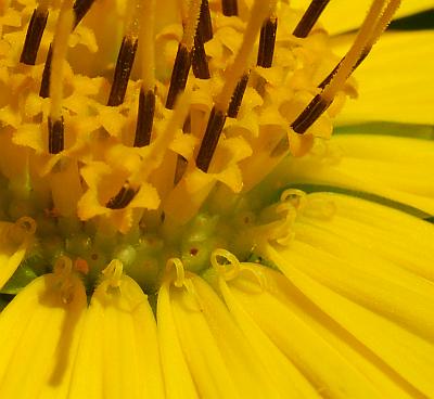 Silphium_terebinthinaceum_florets2.jpg