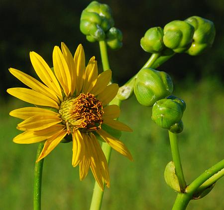 Silphium_terebinthinaceum_head1.jpg