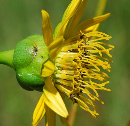 Silphium_terebinthinaceum_head2.jpg