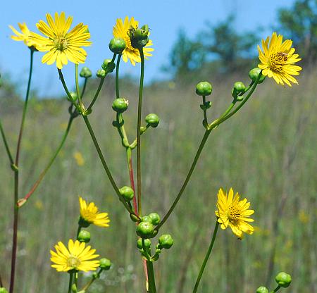 Silphium_terebinthinaceum_inflorescence.jpg