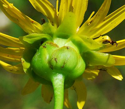 Silphium_terebinthinaceum_involucre.jpg