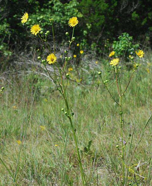 Silphium_terebinthinaceum_plant.jpg