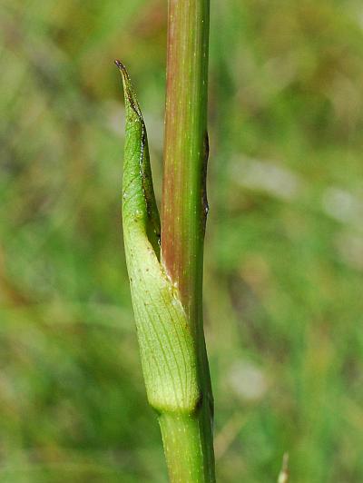 Silphium_terebinthinaceum_stem.jpg