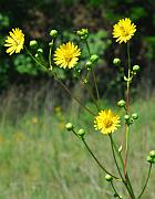 Silphium terebinthinaceum thumbnail