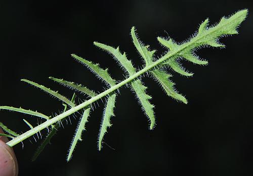 Sisymbrium_altissimum_basal.jpg