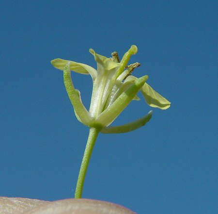 Sisymbrium_altissimum_calyx.jpg