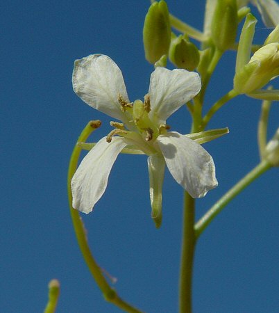 Sisymbrium_altissimum_flower1.jpg