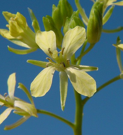 Sisymbrium_altissimum_flower2.jpg