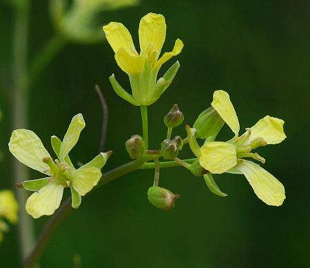 Sisymbrium_altissimum_inflorescence.jpg