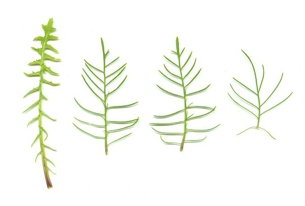 Sisymbrium_altissimum_leaves.jpg