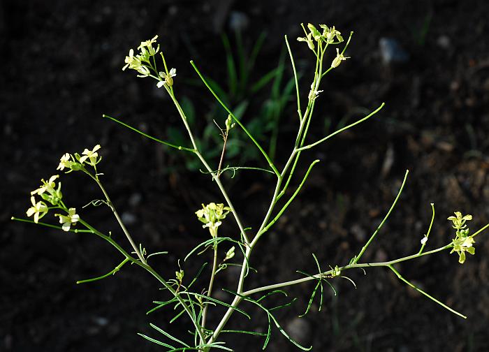 Sisymbrium_altissimum_plant.jpg