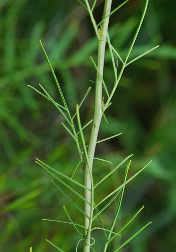 Sisymbrium_altissimum_stem1.jpg