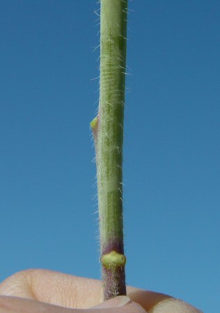 Sisymbrium_altissimum_stem2.jpg