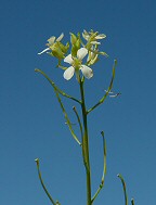 Sisymbrium altissimum thumbnail