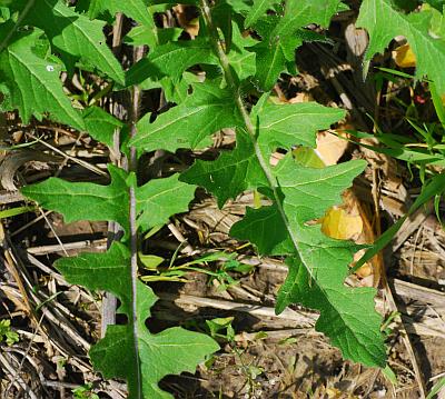 Sisymbrium_loeselii_basals.jpg