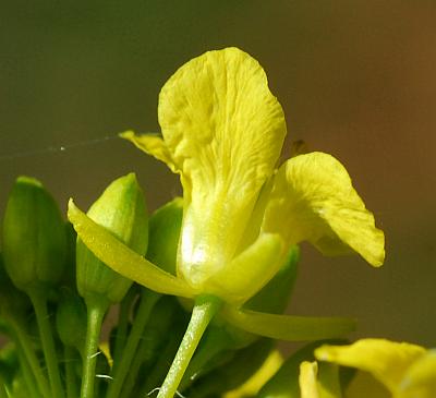 Sisymbrium_loeselii_calyx.jpg