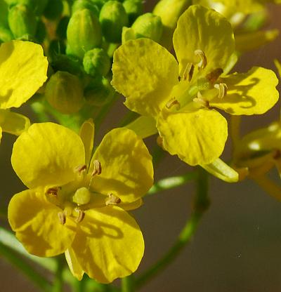 Sisymbrium_loeselii_corollas.jpg