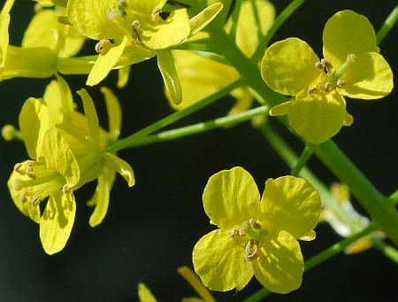 Sisymbrium_loeselii_flowers.jpg