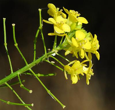 Sisymbrium_loeselii_inflorescence.jpg