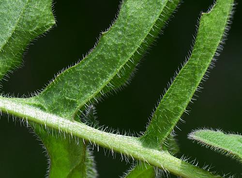 Sisymbrium_loeselii_leaf2a.jpg