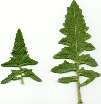 Sisymbrium_loeselii_leaves.jpg