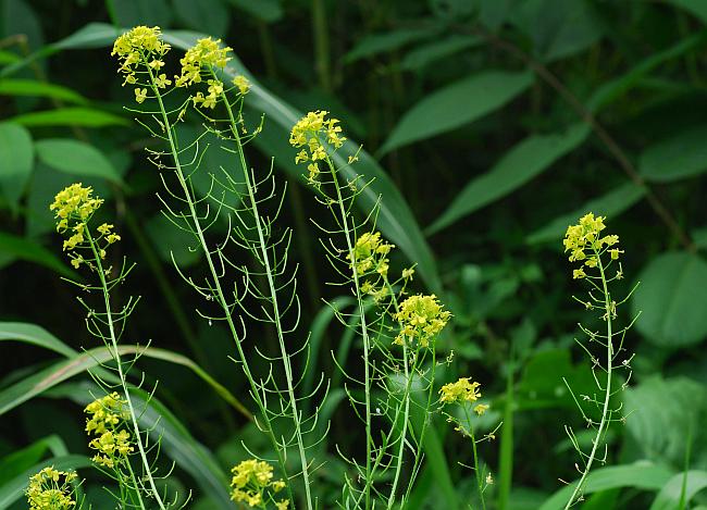 Sisymbrium_loeselii_plant.jpg