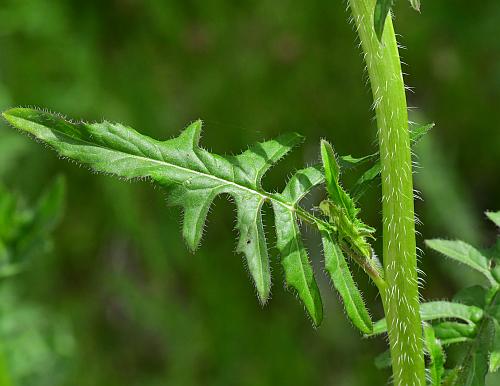 Sisymbrium_loeselii_stem.jpg