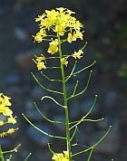 Sisymbrium loeselii thumbnail