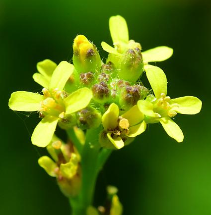 Sisymbrium_officinale_corollas.jpg