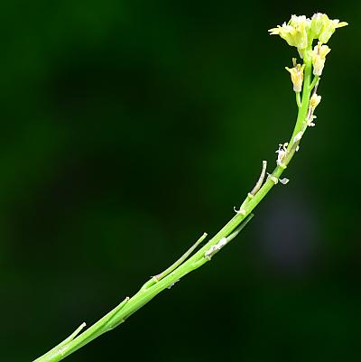 Sisymbrium_officinale_inflorescence.jpg