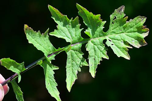 Sisymbrium_officinale_leaf1.jpg