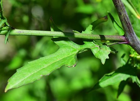 Sisymbrium_officinale_leaf1a.jpg