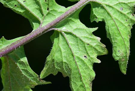 Sisymbrium_officinale_leaf2.jpg