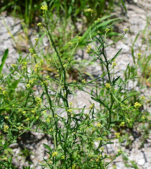 Sisymbrium_officinale_plant.jpg