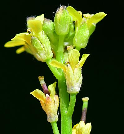 Sisymbrium_officinale_sepals.jpg