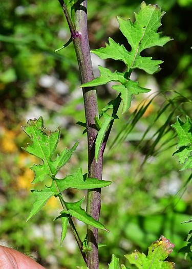 Sisymbrium_officinale_stem.jpg