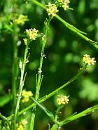 Sisymbrium officinale thumbnail