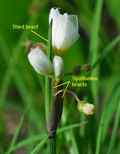 Sisyrinchium_albidum_bracts.jpg