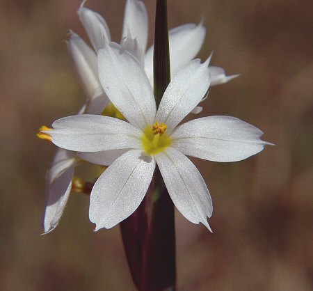 Sisyrinchium_albidum_flower.jpg