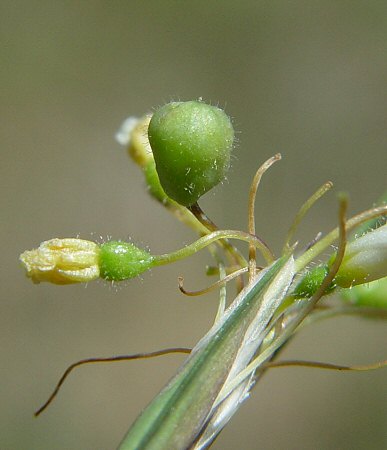 Sisyrinchium_albidum_fruit.jpg