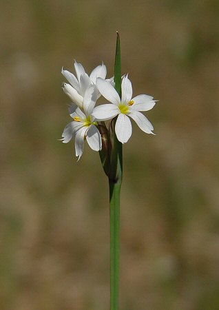 Sisyrinchium_albidum_inflorescence.jpg