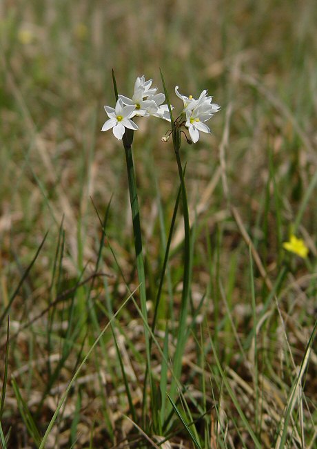 Sisyrinchium_albidum_plant.jpg